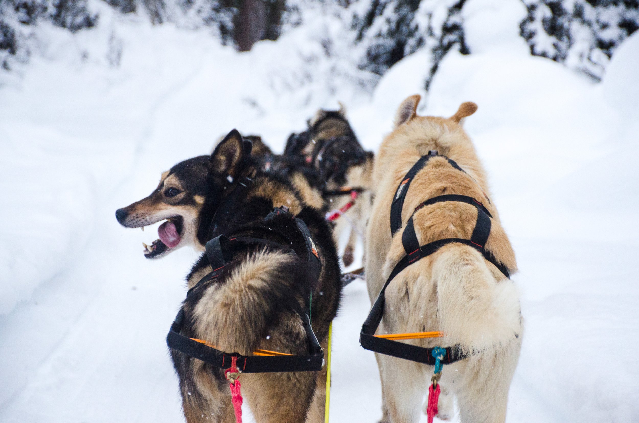 Non-stop Stick Harness — Jack and the Pack